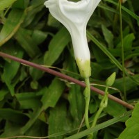 Ipomoea asarifolia (Desr.) Roem. & Schult.